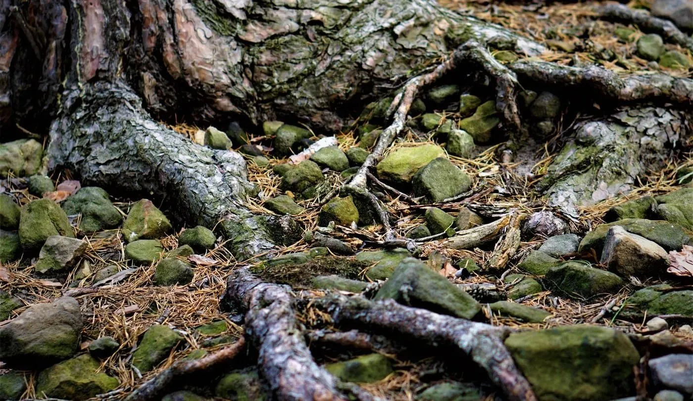 Moss-covered tree roots spreading across a forest floor